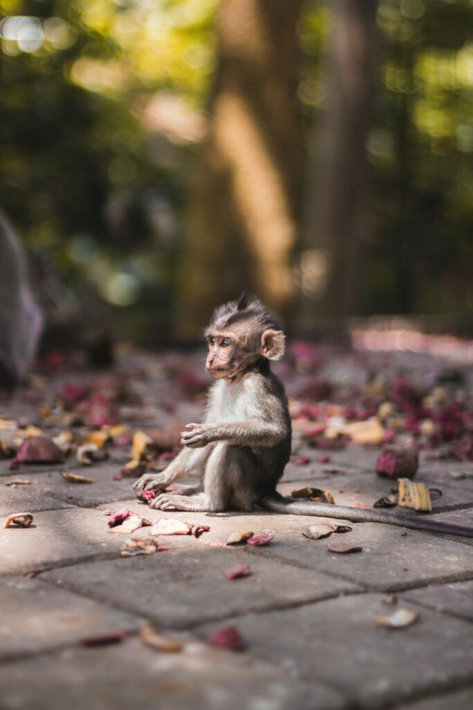 Sacred Monkey Forest Ubud
